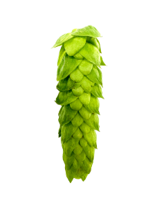 Alora&trade; Leaf Hops