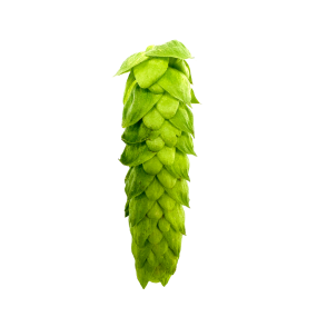 Alora&trade; Boxed Leaf Hops